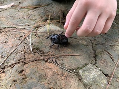 Trichogomphus mongol