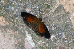 Anthanassa argentea