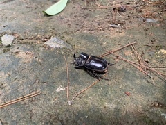 Trichogomphus mongol