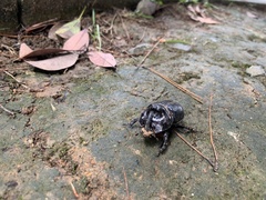 Trichogomphus mongol