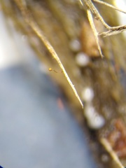 Cribraria microcarpa