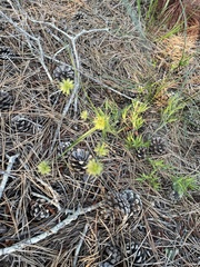 Cyperus lupulinus macilentus