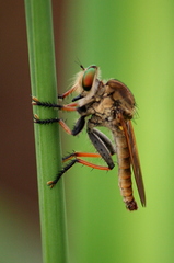 Cophinopoda