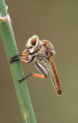 Cophinopoda