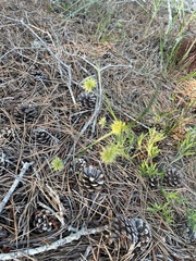 Cyperus lupulinus macilentus