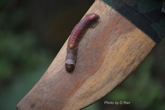 Eupanacra