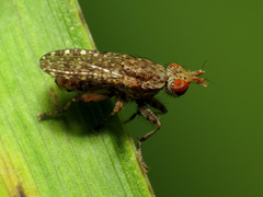 Dictya