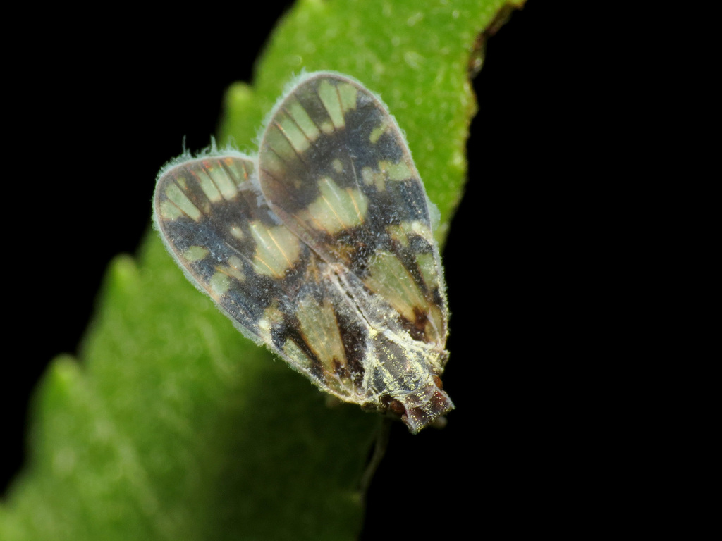 Bothriocerini