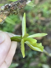 Epidendrum tandapianum