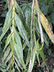 Epidendrum tandapianum