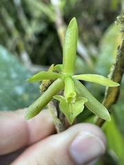 Epidendrum tandapianum