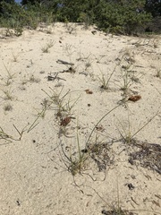 Carex sabulosa