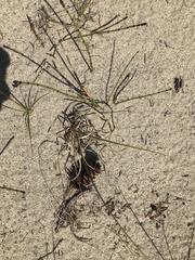 Carex sabulosa