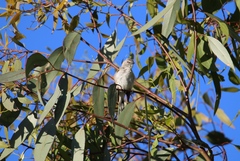 Gerygone fusca