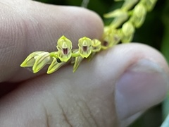 Specklinia gracillima