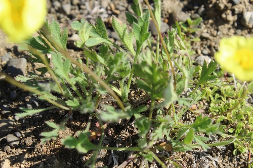 Image of Oreomecon pulvinata by (c) nina_nesterova, some rights reserved (CC BY)