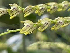 Specklinia gracillima