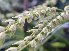 Specklinia gracillima