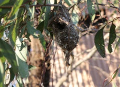 Gerygone fusca