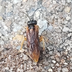 Monostegia abdominalis