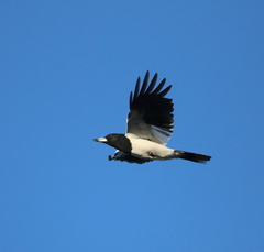 Pied Butcherbird photo 6