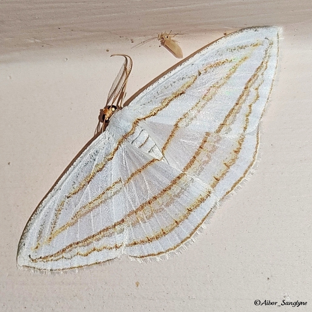 Orthocabera sericea