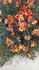 Alstroemeria aurea