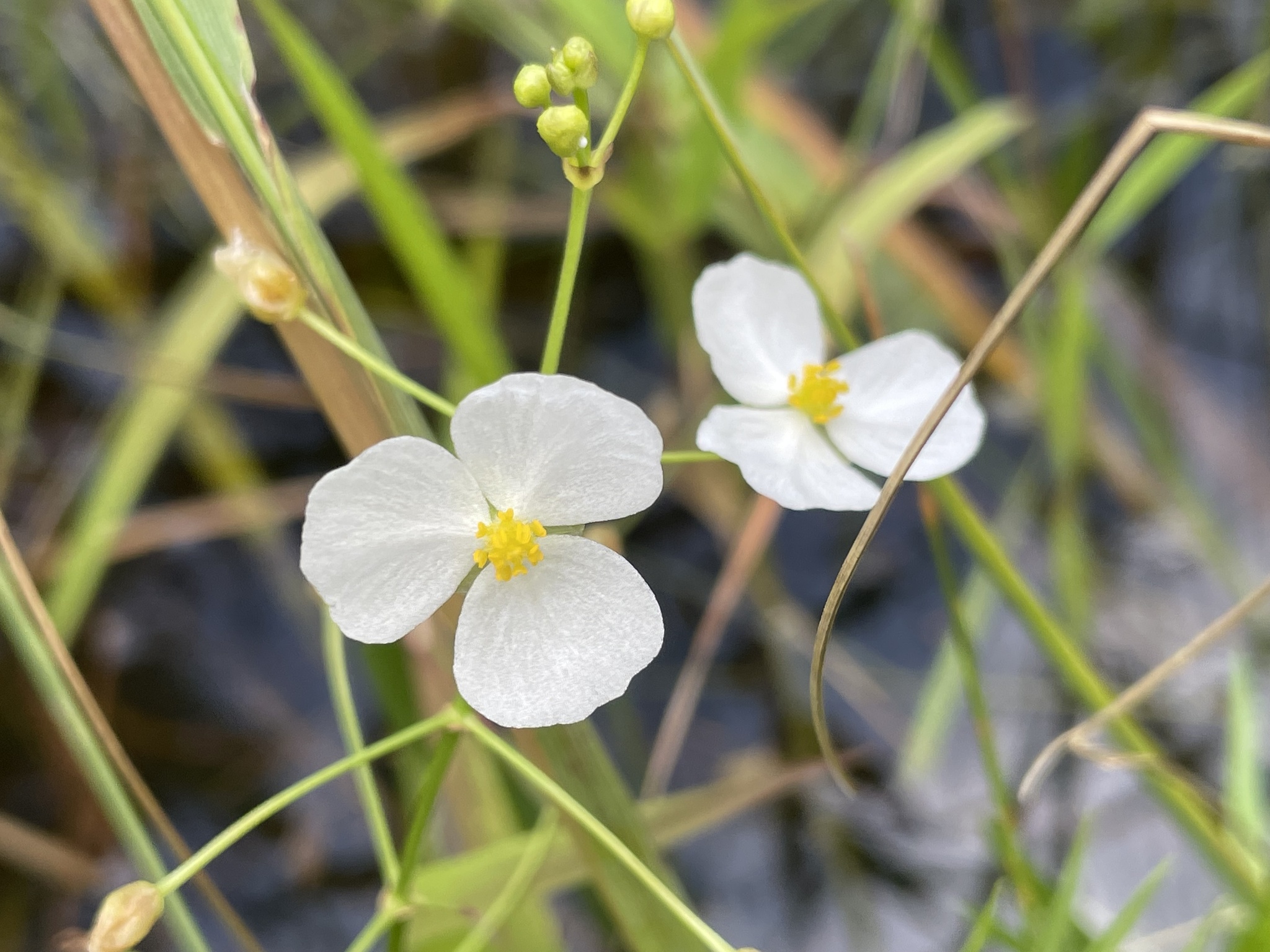 Sagittaria graminea