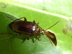 Tanychilus