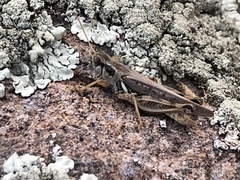 Melanoplus sanguinipes