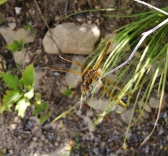 Sympetrum striolatum imitoides