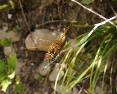 Sympetrum striolatum imitoides