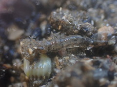 Philocheras australis