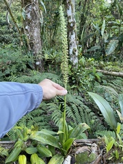 Gomphichis