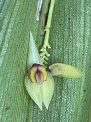 Lepanthes ballatrix