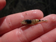 Philocheras australis