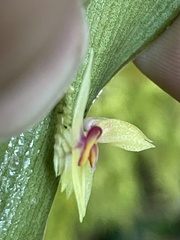 Lepanthes ballatrix
