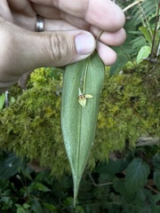 Lepanthes ballatrix