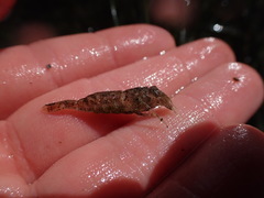 Philocheras australis