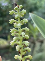 Gomphichis