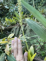 Gomphichis