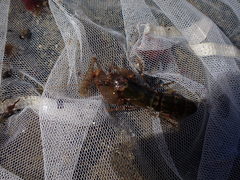 Alpheus novaezealandiae