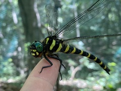 Anotogaster sieboldii