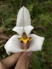 Maxillaria grandiflora