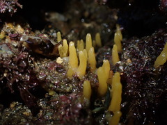 Ciocalypta polymastia