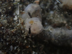 Taeniogyrus dendyi
