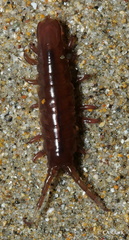 Pentidotea montereyensis