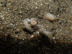 Taeniogyrus dendyi