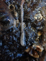 Taeniogyrus dendyi