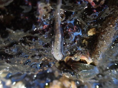Taeniogyrus dendyi